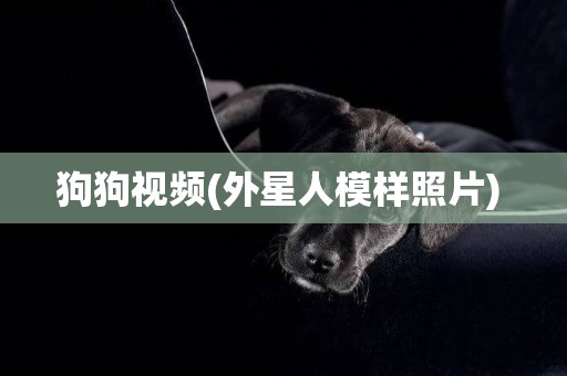 狗狗視頻(外星人模樣照片) 