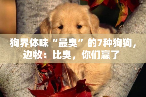 狗界體味“最臭”的7種狗狗，邊牧：比臭，你們贏了 