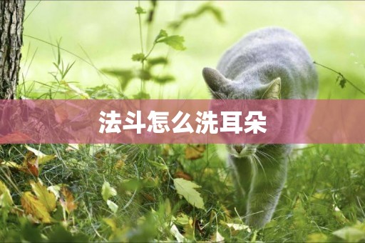 法斗怎么洗耳朵