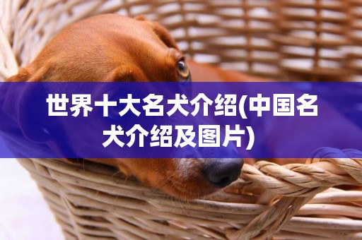 世界十大名犬介紹(中國名犬介紹及圖片) 