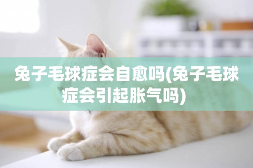 兔子毛球癥會自愈嗎(兔子毛球癥會引起脹氣嗎) 