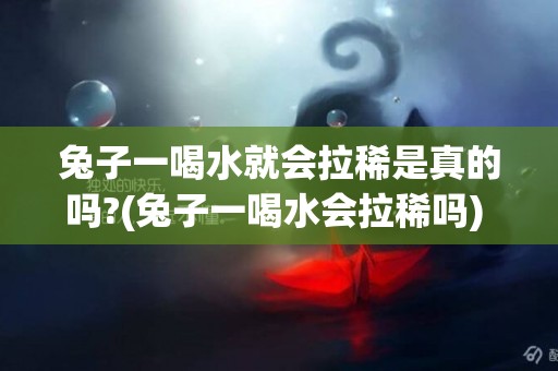 兔子一喝水就會拉稀是真的嗎?(兔子一喝水會拉稀嗎) 