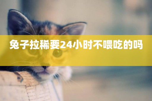 兔子拉稀要24小時不喂吃的嗎 