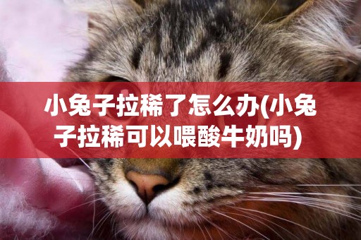 小兔子拉稀了怎么辦(小兔子拉稀可以喂酸牛奶嗎) 