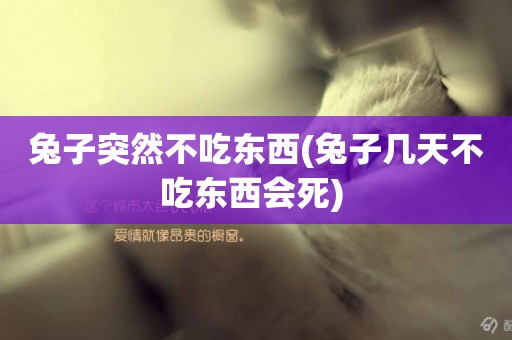 兔子突然不吃東西(兔子幾天不吃東西會死) 