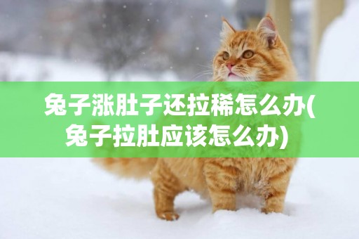 兔子漲肚子還拉稀怎么辦(兔子拉肚應該怎么辦) 