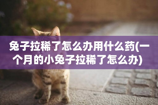 兔子拉稀了怎么辦用什么藥(一個月的小兔子拉稀了怎么辦) 
