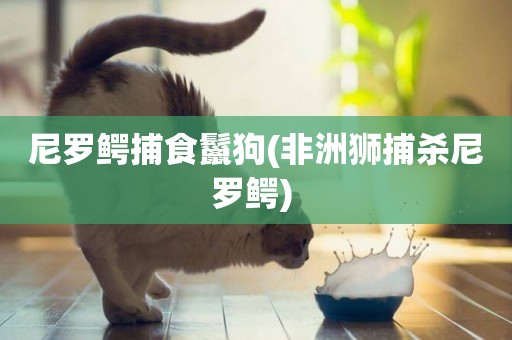 尼羅鱷捕食鬣狗(非洲獅捕殺尼羅鱷) 