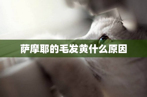 薩摩耶的毛發黃什么原因