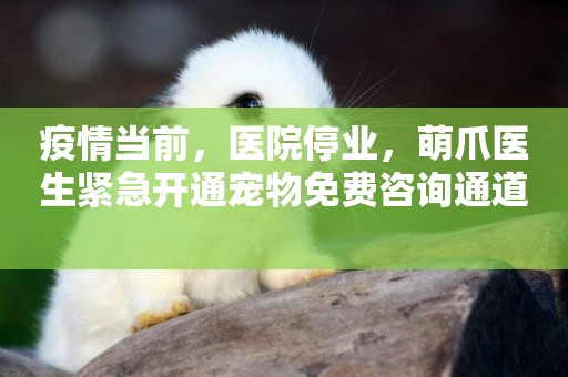疫情當前，醫院停業，萌爪醫生緊急開通寵物免費咨詢通道 