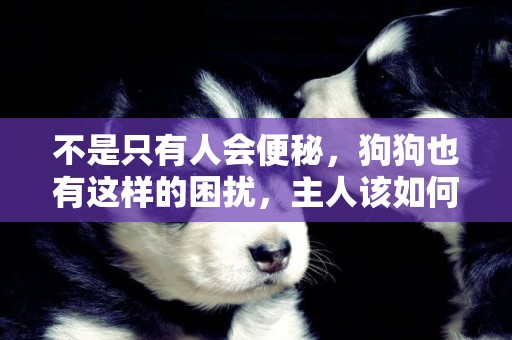 不是只有人會便秘，狗狗也有這樣的困擾，主人該如何幫助它通便？ 