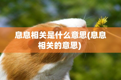 息息相關是什么意思(息息相關的意思) 
