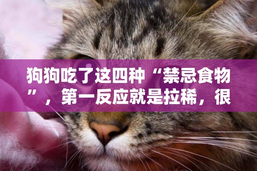 狗狗吃了這四種“禁忌食物”，第一反應就是拉稀，很可能會失去它 