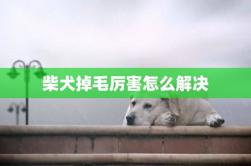 柴犬掉毛厲害怎么解決