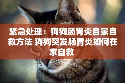 緊急處理：狗狗腸胃炎自家自救方法 狗狗突發腸胃炎如何在家自救 