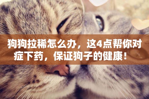 狗狗拉稀怎么辦，這4點幫你對癥下藥，保證狗子的健康！ 