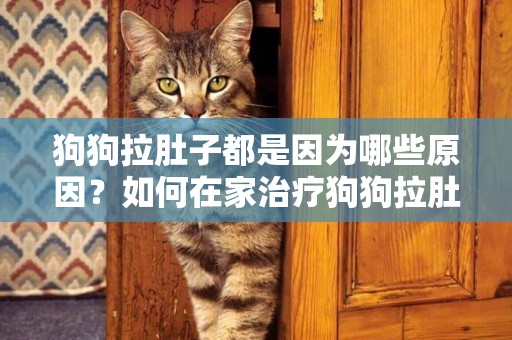 狗狗拉肚子都是因為哪些原因？如何在家治療狗狗拉肚子 