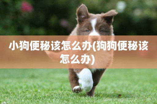 小狗便秘該怎么辦(狗狗便秘該怎么辦) 