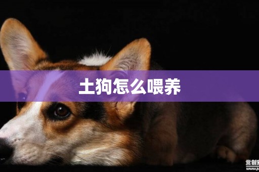土狗怎么喂養