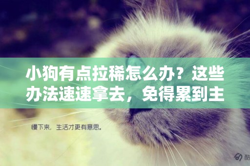 小狗有點拉稀怎么辦？這些辦法速速拿去，免得累到主人還苦了狗子 