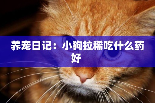 養寵日記：小狗拉稀吃什么藥好 