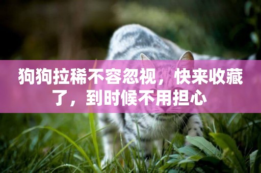 狗狗拉稀不容忽視，快來收藏了，到時候不用擔心 