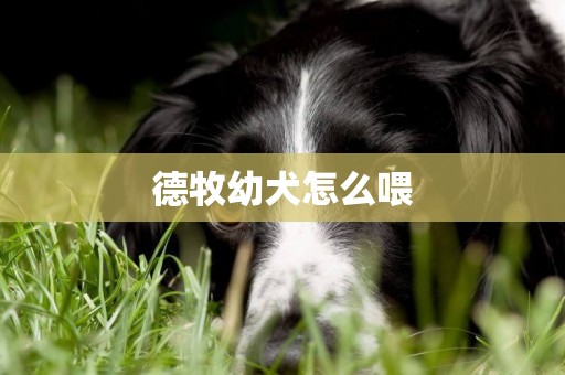 德牧幼犬怎么喂