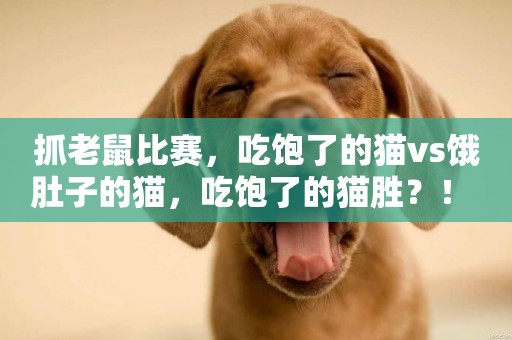抓老鼠比賽，吃飽了的貓vs餓肚子的貓，吃飽了的貓勝？！ 