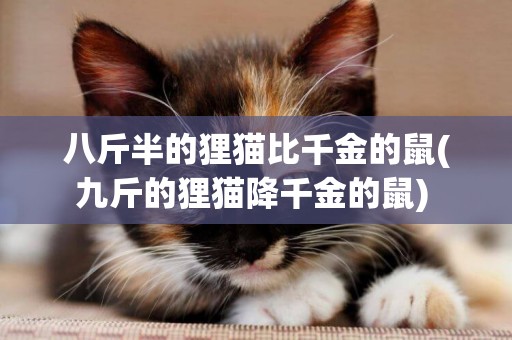 八斤半的貍貓比千金的鼠(九斤的貍貓降千金的鼠) 