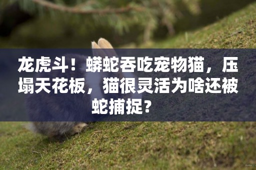 龍虎斗！蟒蛇吞吃寵物貓，壓塌天花板，貓很靈活為啥還被蛇捕捉？ 