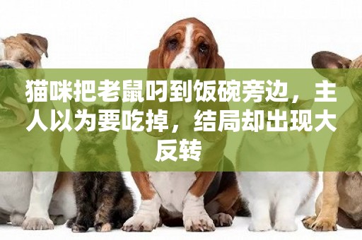 貓咪把老鼠叼到飯碗旁邊，主人以為要吃掉，結局卻出現大反轉 