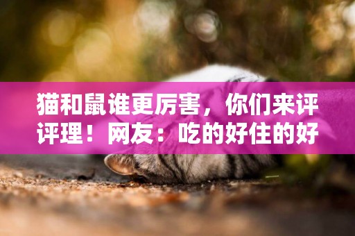 貓和鼠誰更厲害，你們來評評理！網友：吃的好住的好還管那做啥子 