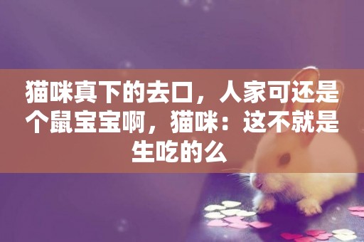 貓咪真下的去口，人家可還是個鼠寶寶啊，貓咪：這不就是生吃的么 