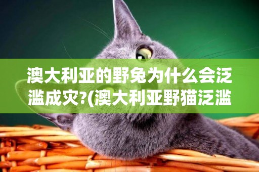 澳大利亞的野兔為什么會泛濫成災?(澳大利亞野貓泛濫成災) 