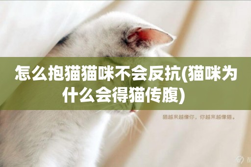 怎么抱貓貓咪不會反抗(貓咪為什么會得貓傳腹) 