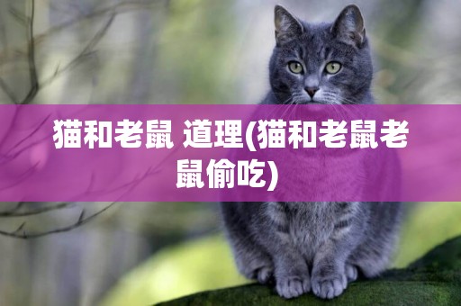 貓和老鼠 道理(貓和老鼠老鼠偷吃) 