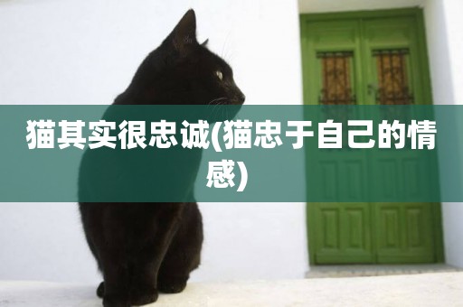 貓其實很忠誠(貓忠于自己的情感) 