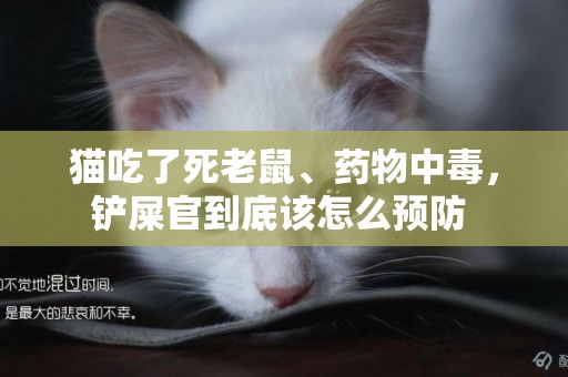貓吃了死老鼠、藥物中毒，鏟屎官到底該怎么預防 