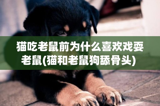 貓吃老鼠前為什么喜歡戲耍老鼠(貓和老鼠狗舔骨頭) 