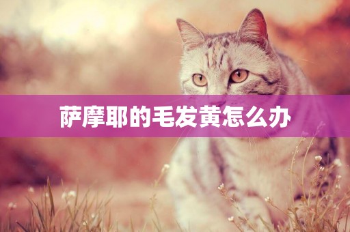 薩摩耶的毛發黃怎么辦