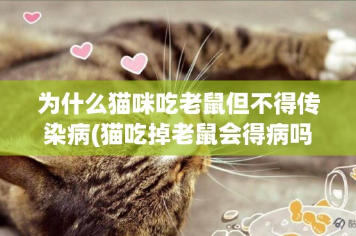 為什么貓咪吃老鼠但不得傳染病(貓吃掉老鼠會得病嗎?) 