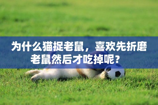為什么貓捉老鼠，喜歡先折磨老鼠然后才吃掉呢？ 