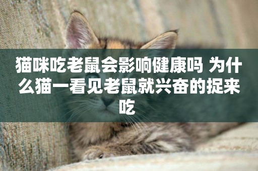 貓咪吃老鼠會影響健康嗎 為什么貓一看見老鼠就興奮的捉來吃 