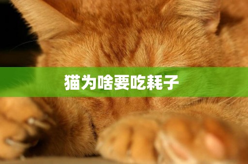 貓為啥要吃耗子 
