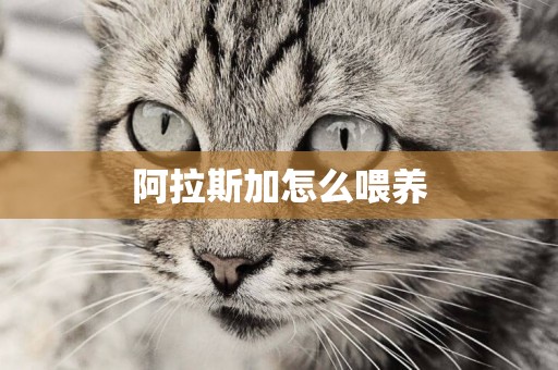 阿拉斯加怎么喂養