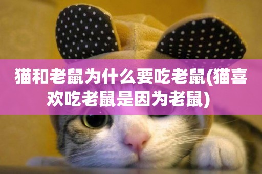 貓和老鼠為什么要吃老鼠(貓喜歡吃老鼠是因為老鼠) 