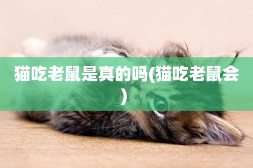 貓吃老鼠是真的嗎(貓吃老鼠會) 
