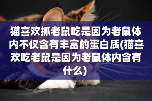 貓喜歡抓老鼠吃是因為老鼠體內不僅含有豐富的蛋白質(貓喜歡吃老鼠是因為老鼠體內含有什么) 