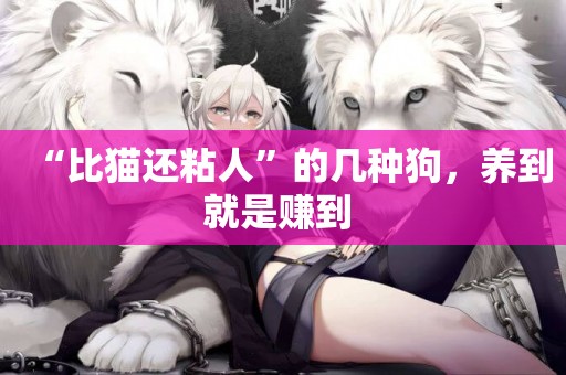 “比貓還粘人”的幾種狗，養到就是賺到 