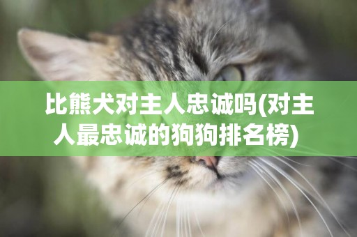 比熊犬對主人忠誠嗎(對主人最忠誠的狗狗排名榜) 